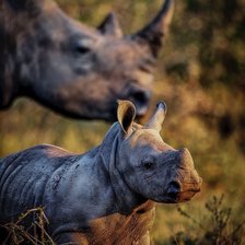 Схема вышивки «Носорог»