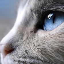 Схема вышивки «Кошка. Кот. Кошачий портрет»