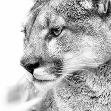 Схема вышивки «Кошка»