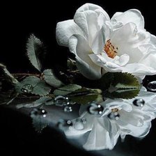 Схема вышивки «роза»