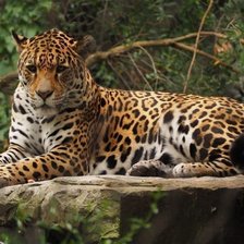 leopard