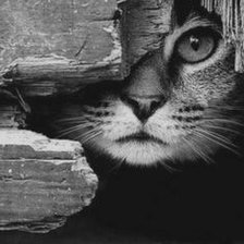 Схема вышивки «gato escondido»