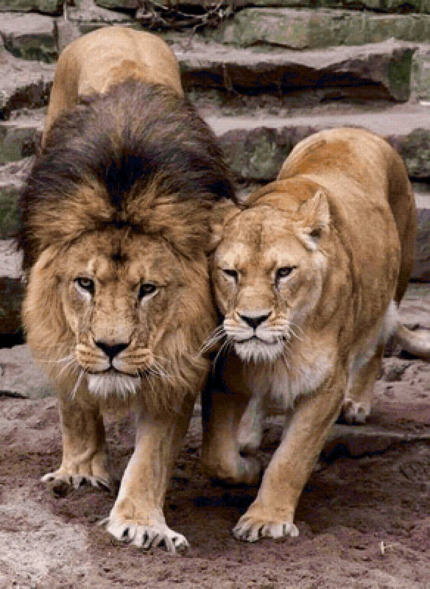 Casal de leão. - animais. - предпросмотр