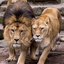 Схема вышивки «Casal de leão.»