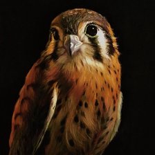 Схема вышивки «Соколик»