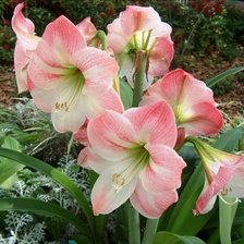 Схема вышивки «FLORES»