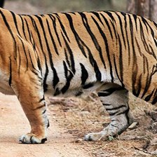 Схема вышивки «Tigre.»