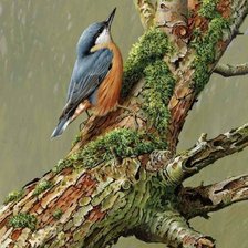 Схема вышивки «Ptyci»