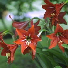 Схема вышивки «Амариллисы»