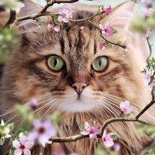 Схема вышивки «gato1»