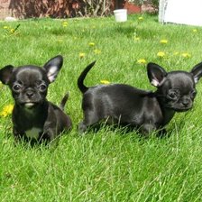 Схема вышивки «щенки»