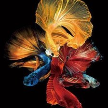 Схема вышивки «Betta Fish»