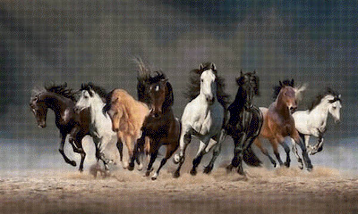 Wild Horses - horses - предпросмотр