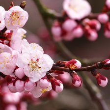 Схема вышивки «Запах весны»