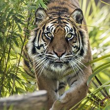 Схема вышивки «дикие»