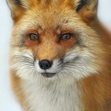 Схема вышивки «Рыжая проказница»