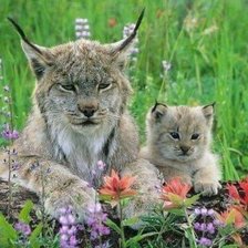 Схема вышивки «Мама-рысь»