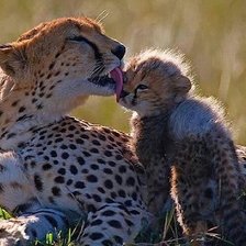 Схема вышивки «Ягуар с детенышем»