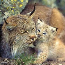 Схема вышивки «Мама»