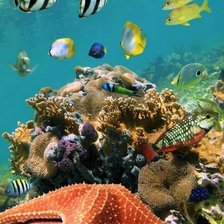 Схема вышивки «Under the Sea»