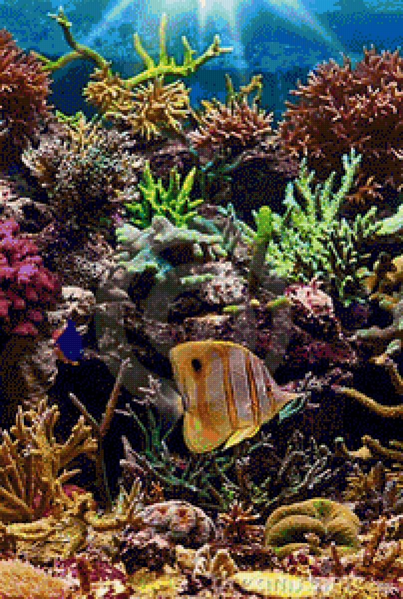 Fish and Corals - under the sea - предпросмотр