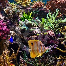 Fish and Corals