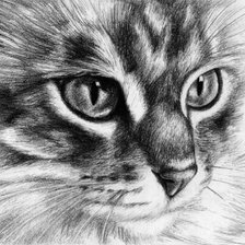 Схема вышивки «Кот. Набросок»