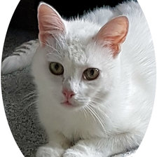 Схема вышивки «кошка»