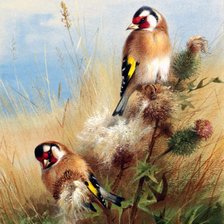 Схема вышивки «Птицы1»