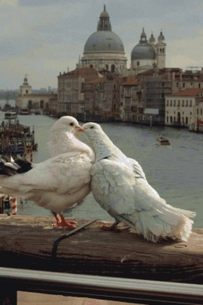 Венеция - пейзаж, город, любовь, голуби - предпросмотр