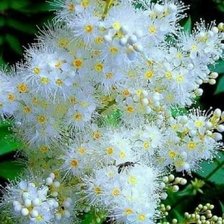 Схема вышивки «Пушистик»