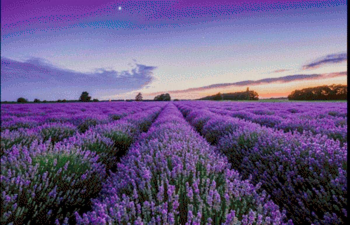 Lavanda - предпросмотр