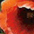 Предпросмотр схемы вышивки «маки» (№2276482)