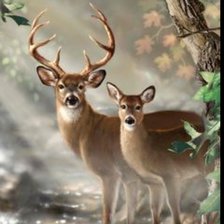 Схема вышивки «Cervol»