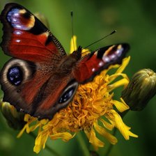 Схема вышивки «Бабочка»