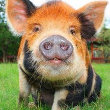 Схема вышивки «Свин»