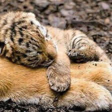 Схема вышивки «Детеныш»