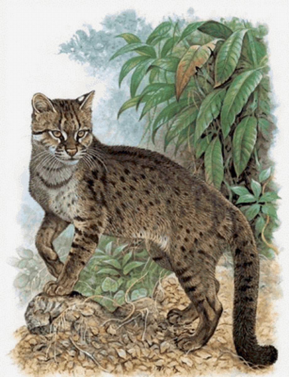 Gato.selvagem. - animais. - предпросмотр