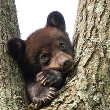 Схема вышивки «мишутка»