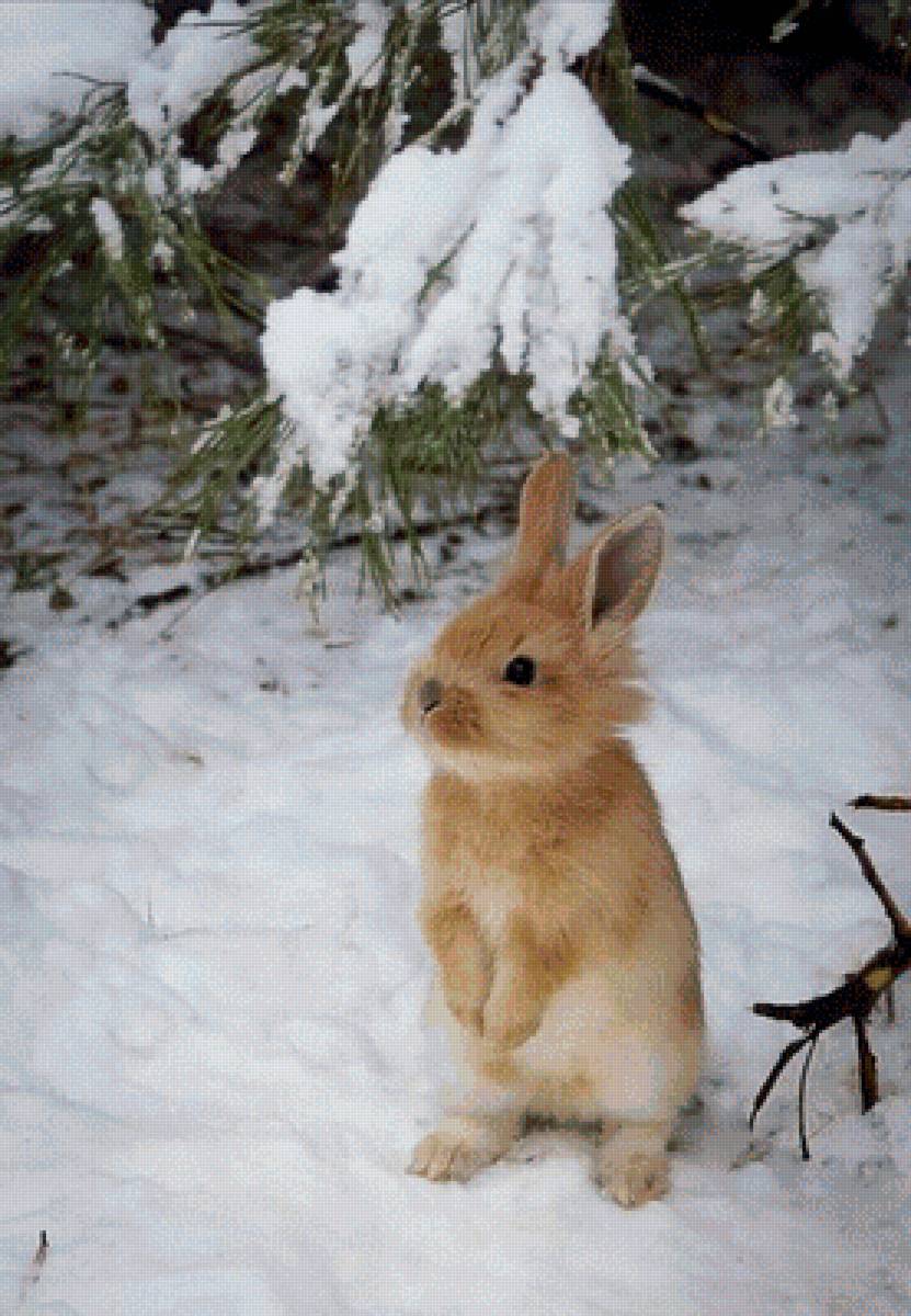зайчишка зимой - заяц, зима, зайчонок - предпросмотр