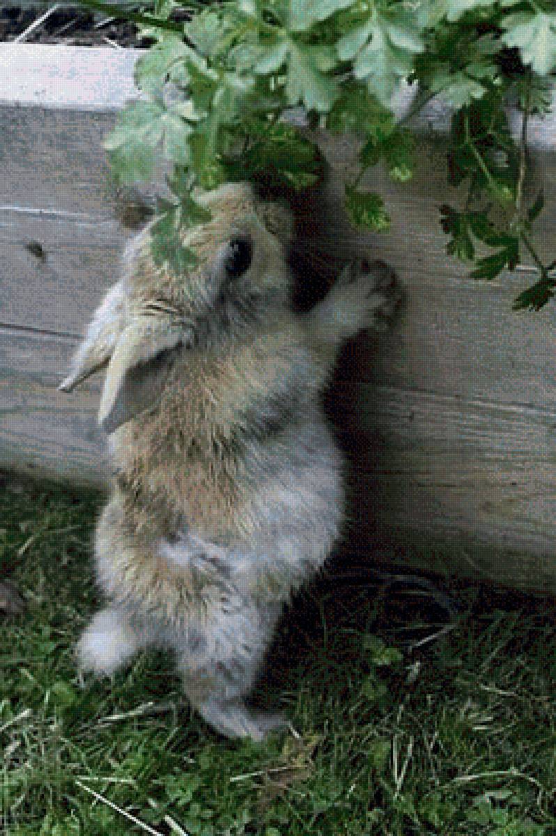 зайчишка летом - лето, зайчонок, зайцы - предпросмотр