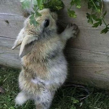 Схема вышивки «зайчишка летом»