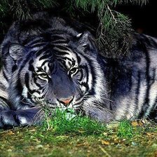 Схема вышивки «синий тигр»