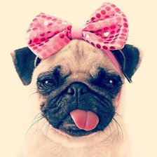 Схема вышивки «мопс с бантиком»