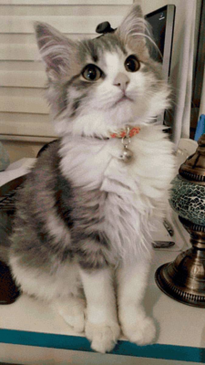 Gato. - animais. - предпросмотр