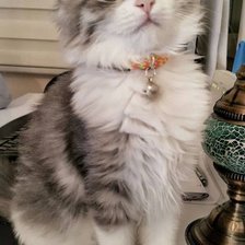 Схема вышивки «Gato.»