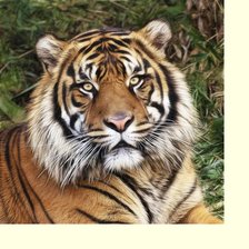 Схема вышивки «№2276931»