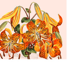 Схема вышивки «Серия "Цветы". Лилии»