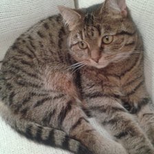 Схема вышивки «Муся»