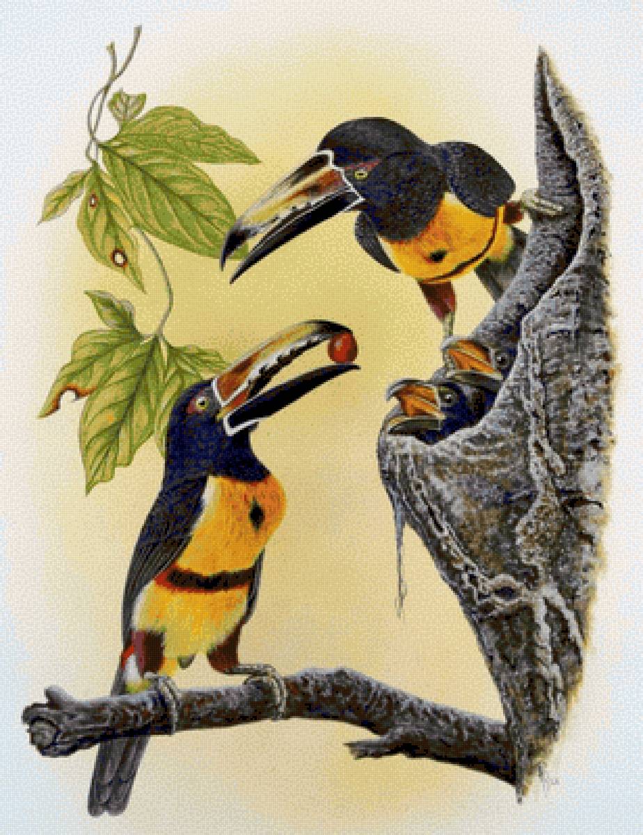 Tucán collarejo - paisaje - предпросмотр